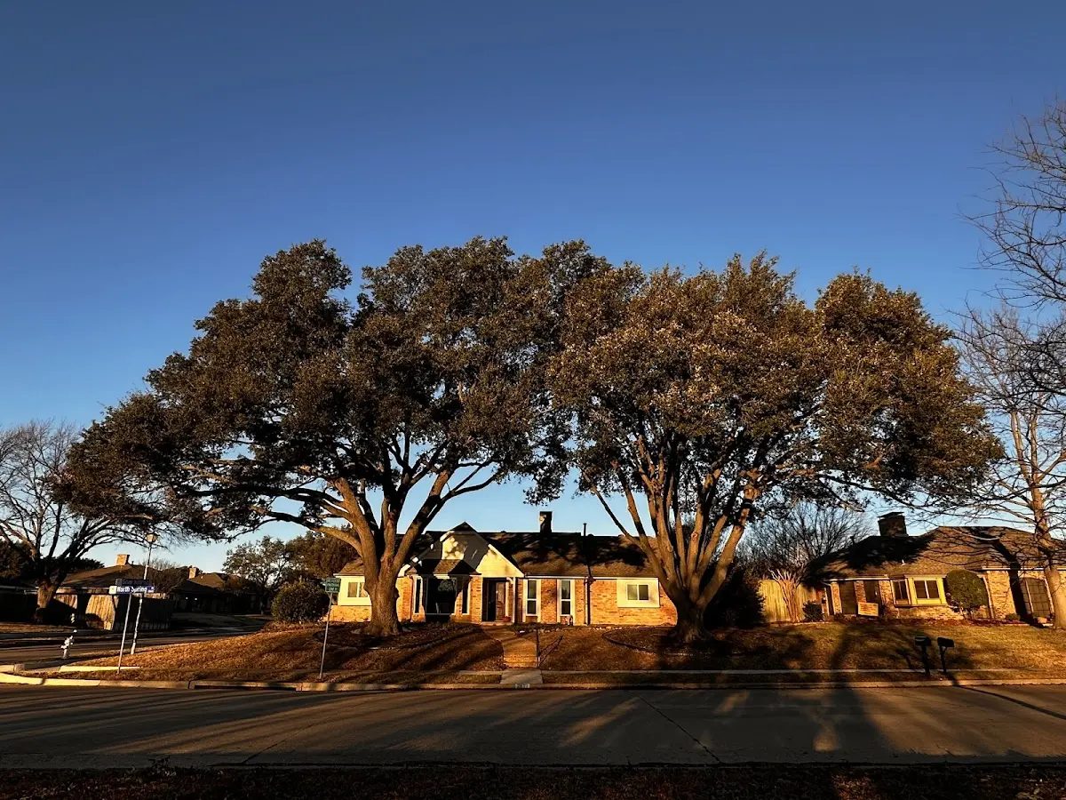 Established residential canopy tree shading a home in Fort Edward